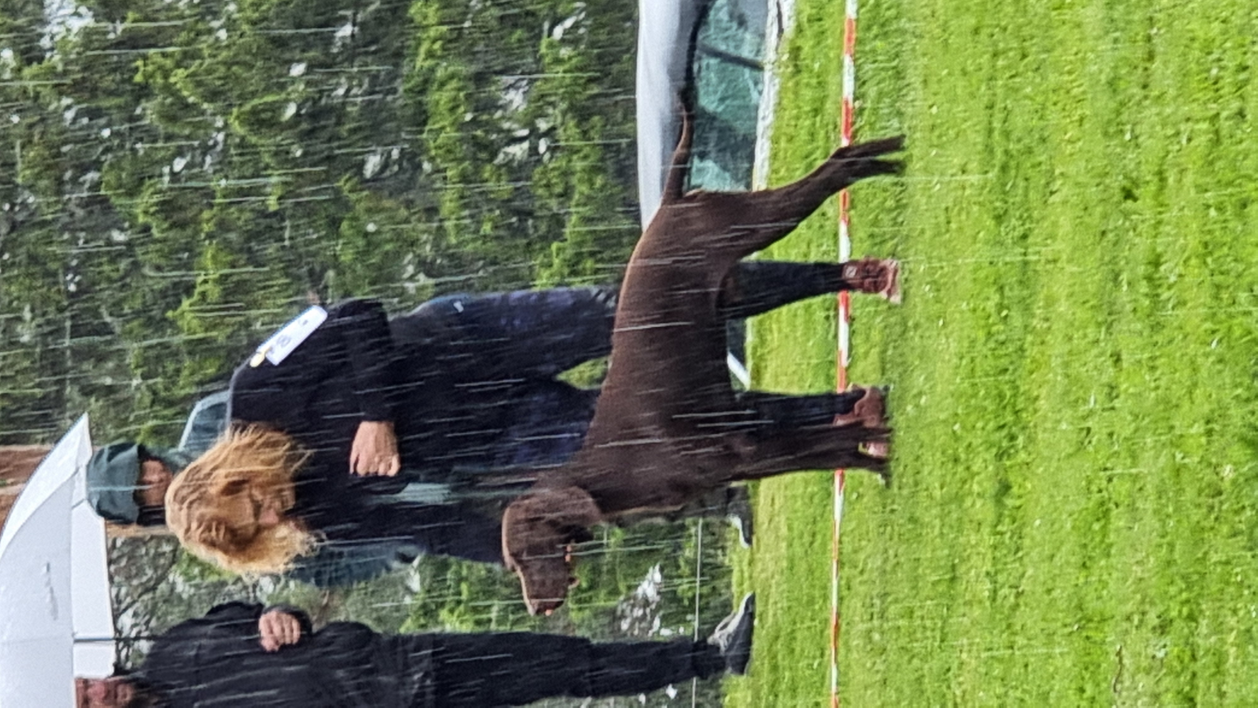 Brage - German Shorthaired Pointer portrait
