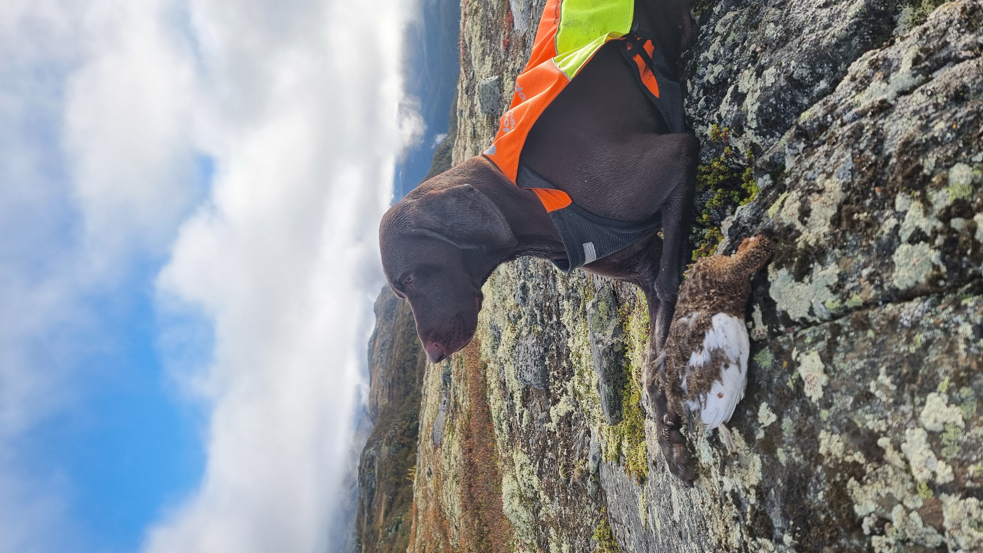 German Shorthaired Pointer in classic pointing stance